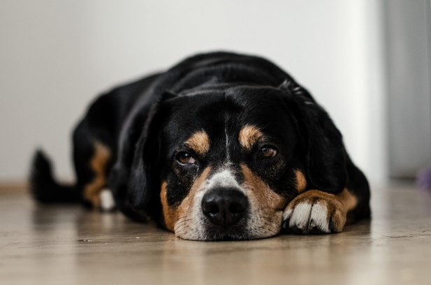 dog-sleep-pets dog-sleep-pets