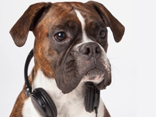 dog