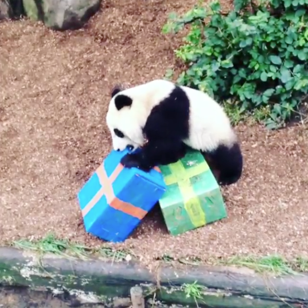 Telemundo 33Panda del Zoológico de San Diego celebra su primer ... Telemundo 33Panda del Zoológico de San Diego celebra su primer ...